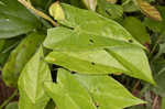 Hedge false bindweed